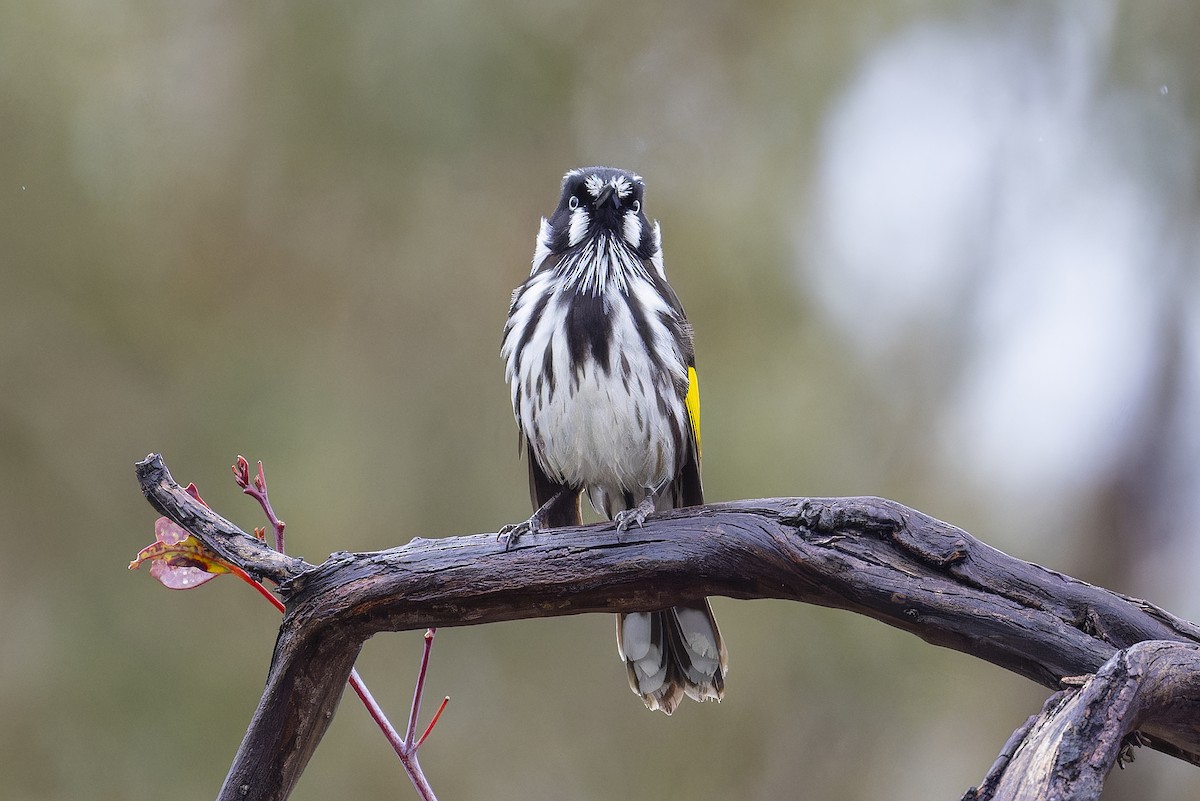 New Holland Honeyeater - ML641785297