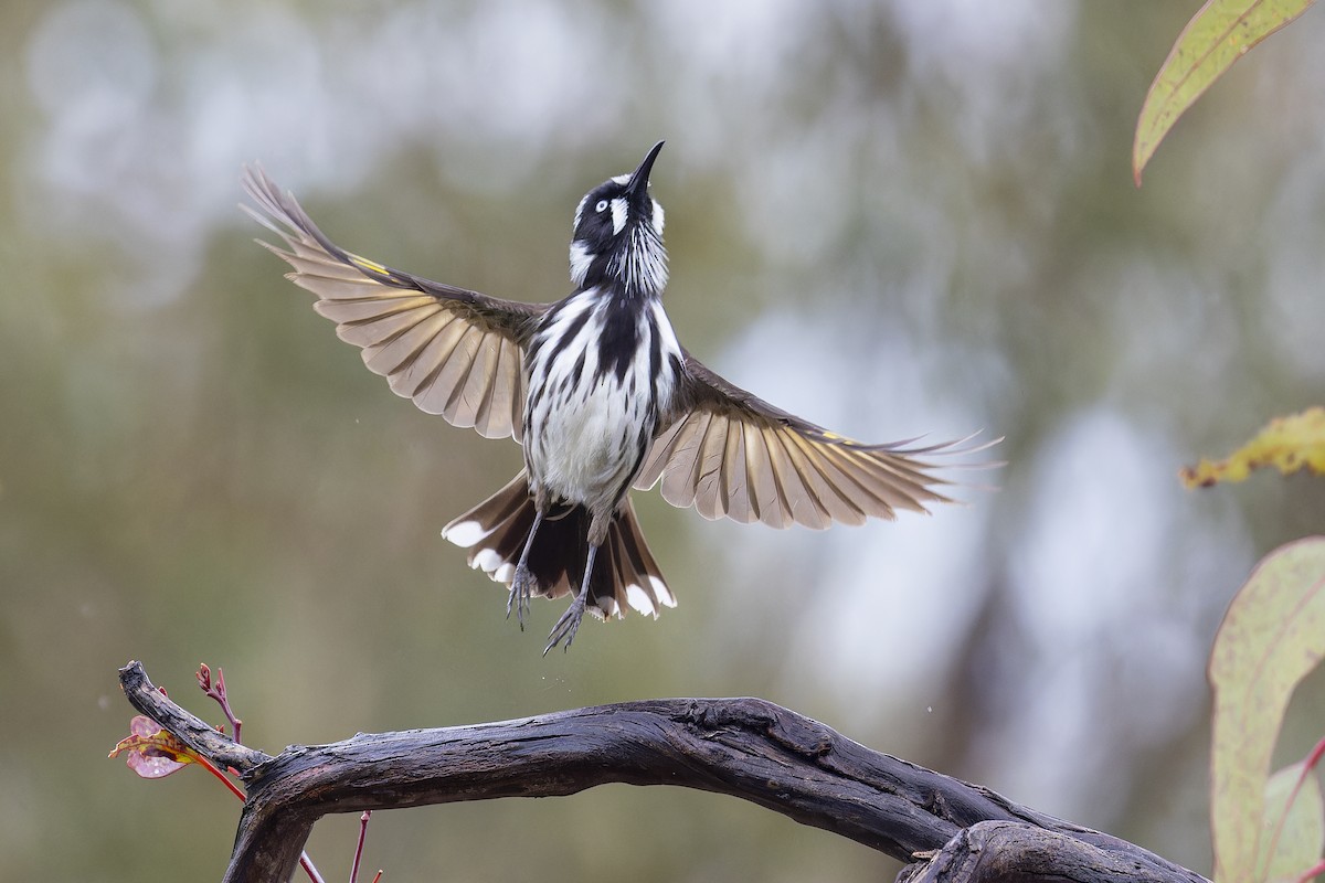 New Holland Honeyeater - ML641785298