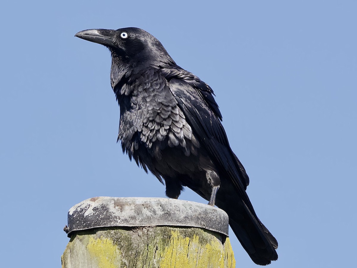 Australian Raven - ML641785304