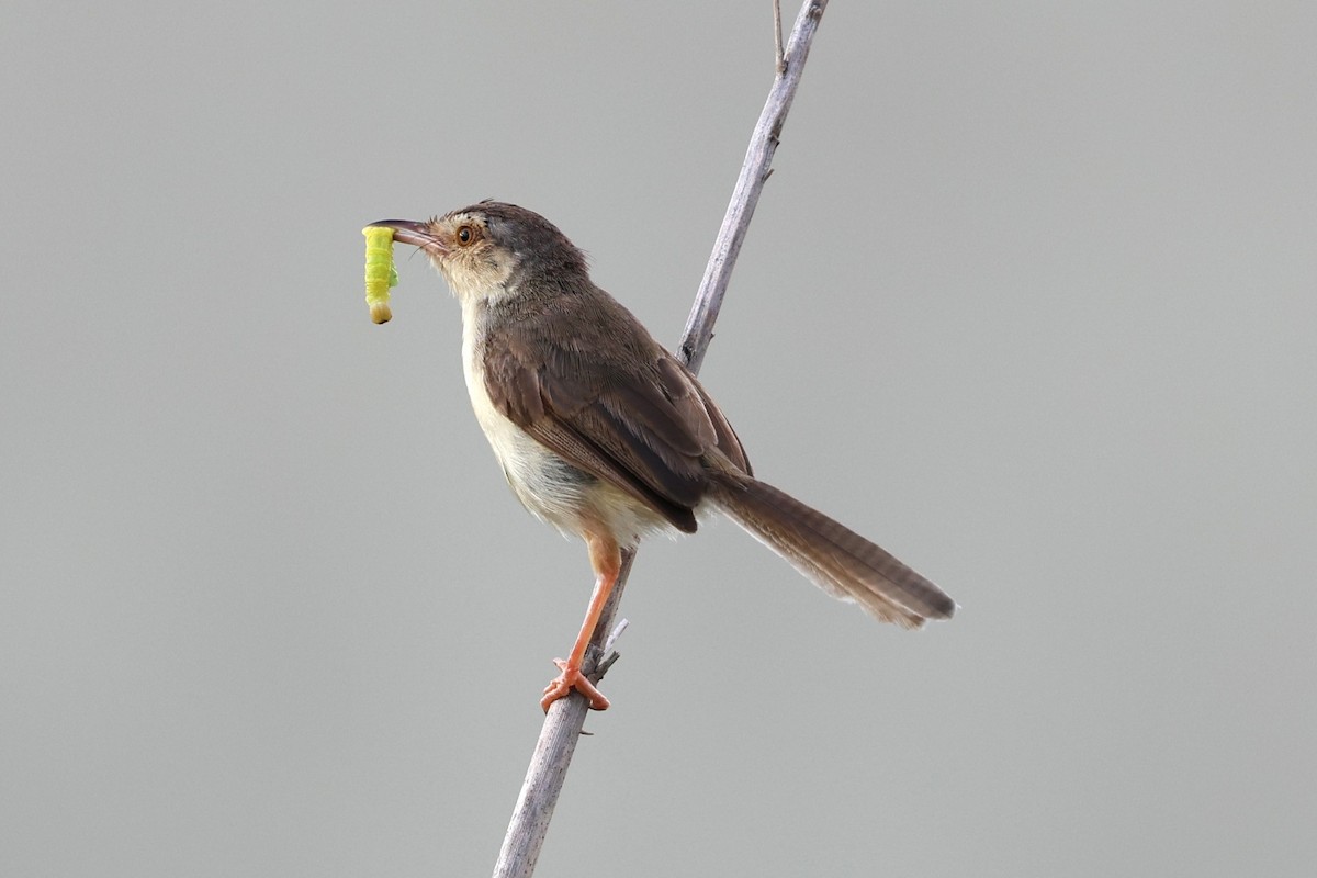 Plain Prinia - ML641785308