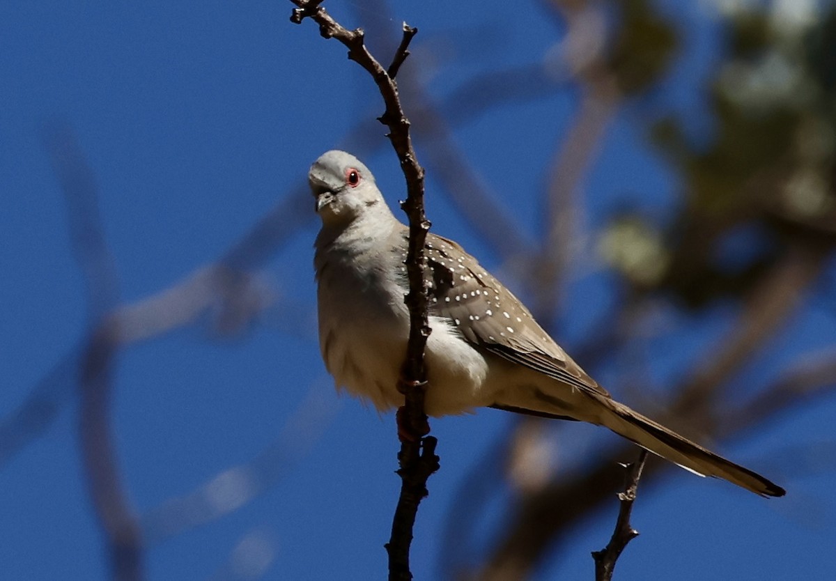 Diamond Dove - ML641785310