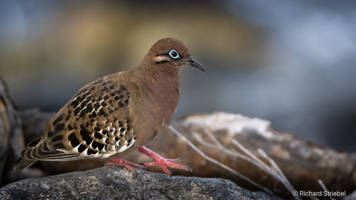 Galapagos Dove - ML641785321