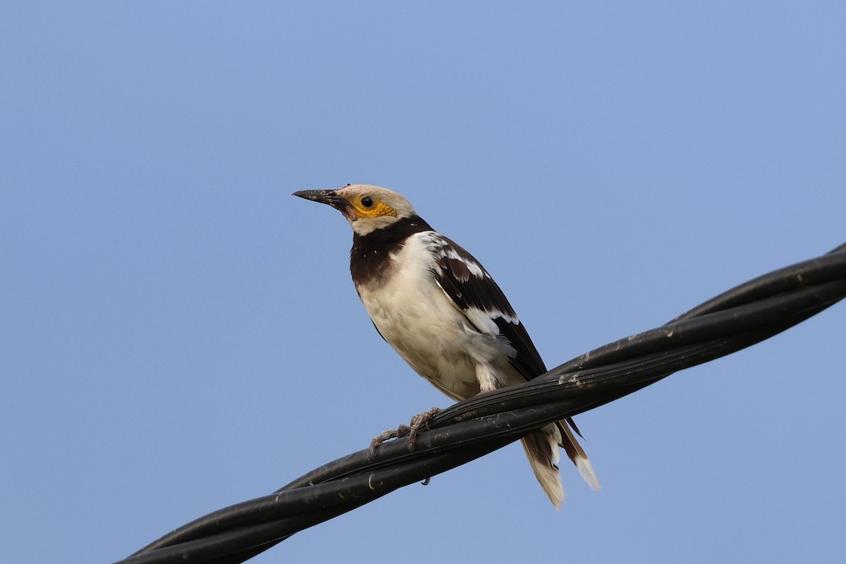 Black-collared Starling - ML641785326