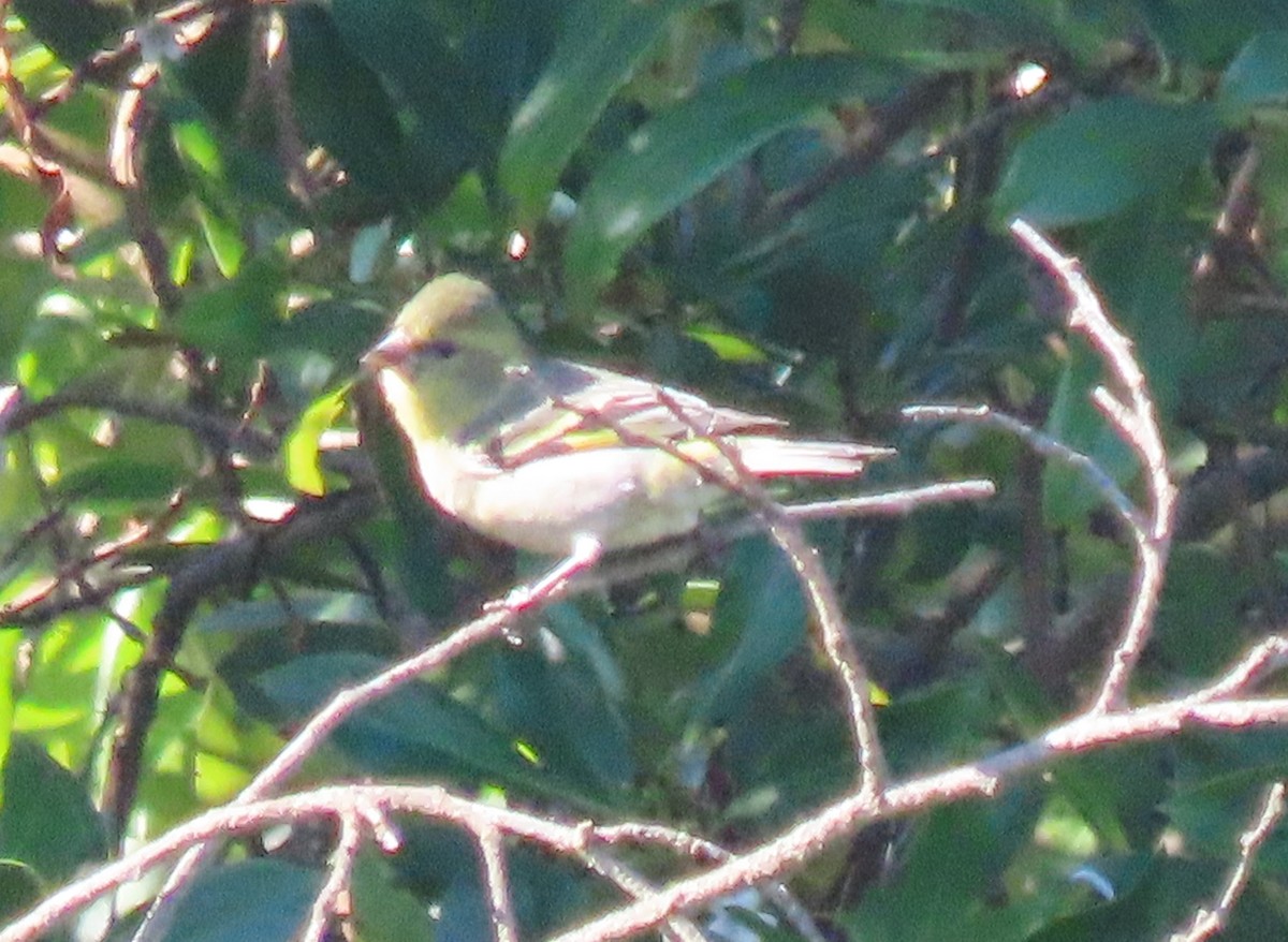 Black-chinned Siskin - ML641785331