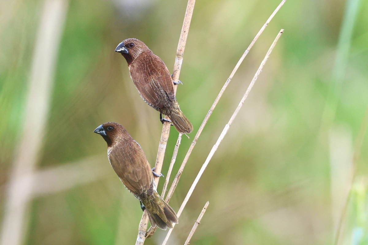 Scaly-breasted Munia - ML641785345
