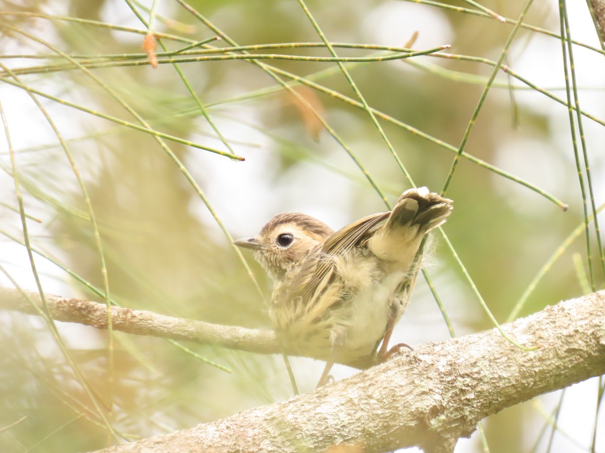 Çizgili Akantiz - ML641785363