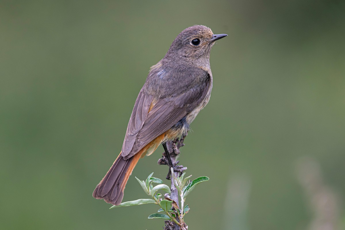 Blue-fronted Redstart - ML641785382