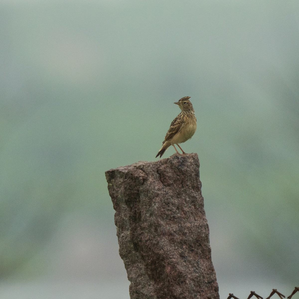 小雲雀 - ML641785389