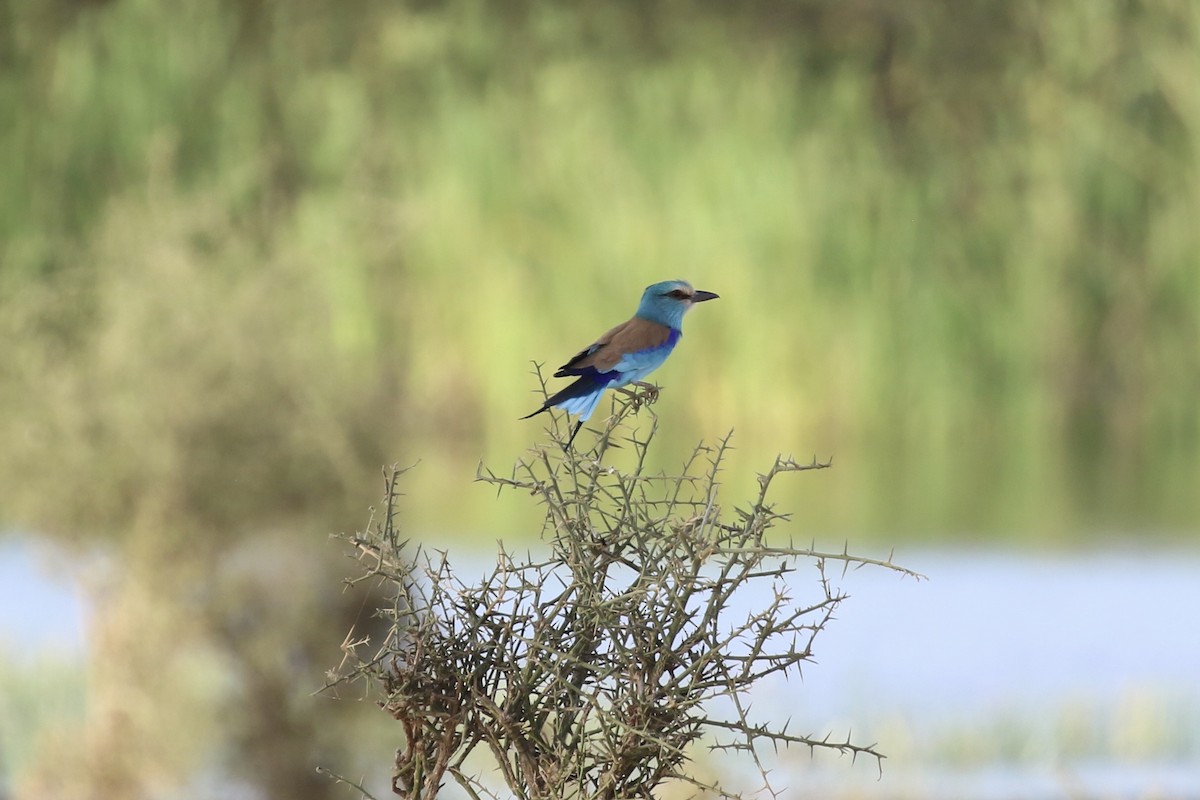 Abyssinian Roller - ML641785391
