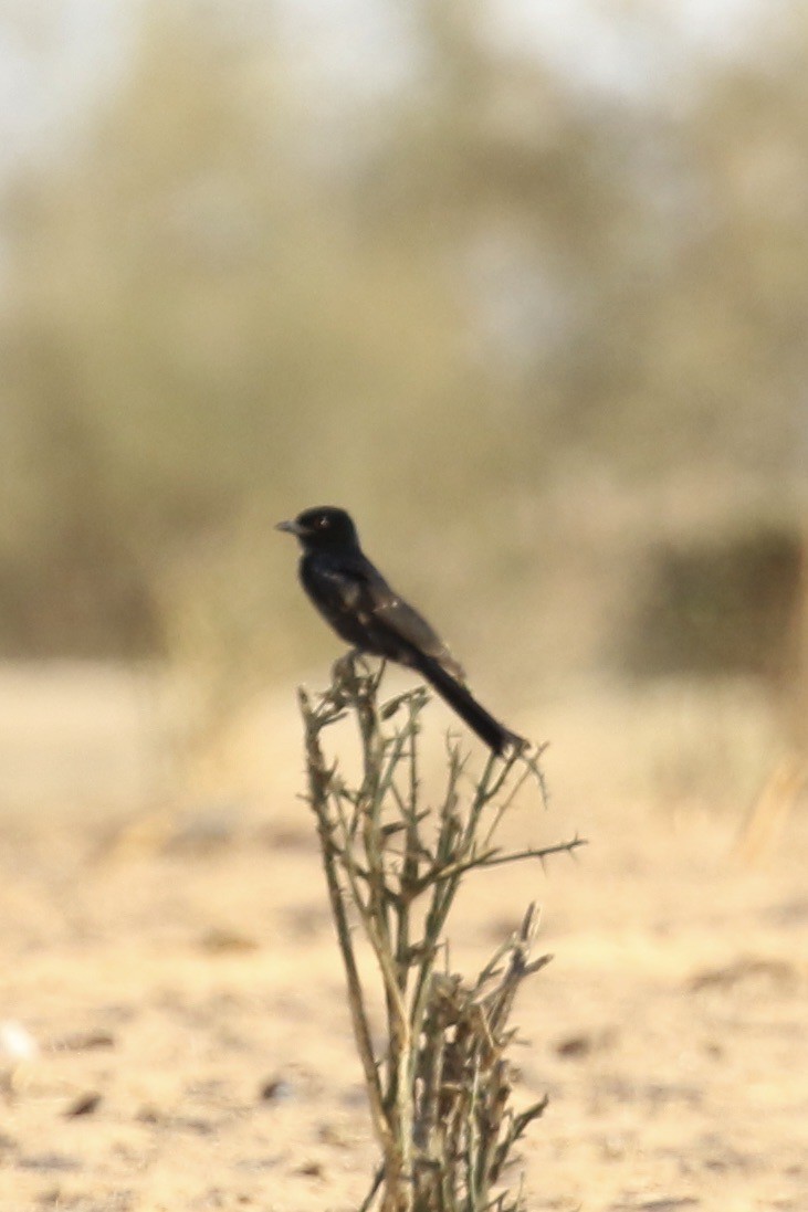 Fork-tailed Drongo (Glossy-backed) - ML641785401