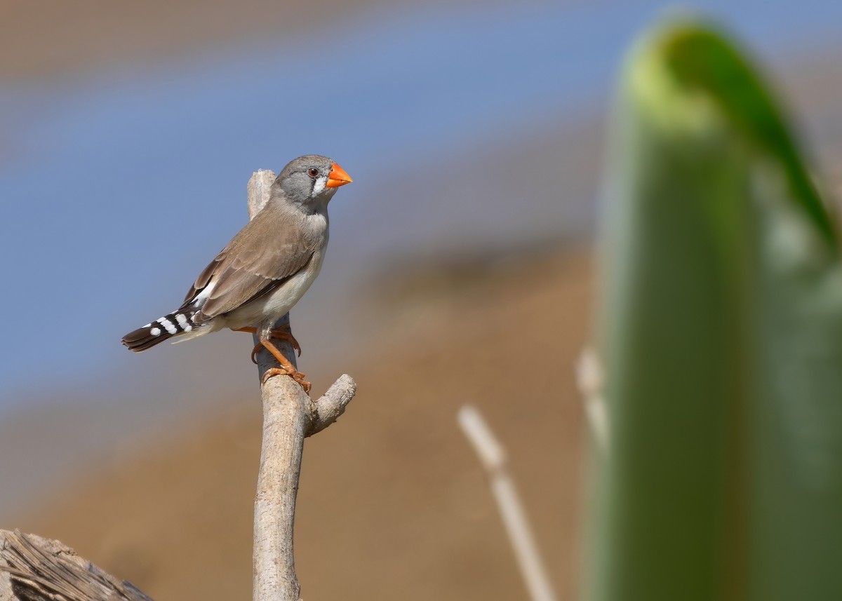 Zebra Finch (Lesser Sundas) - ML641785429