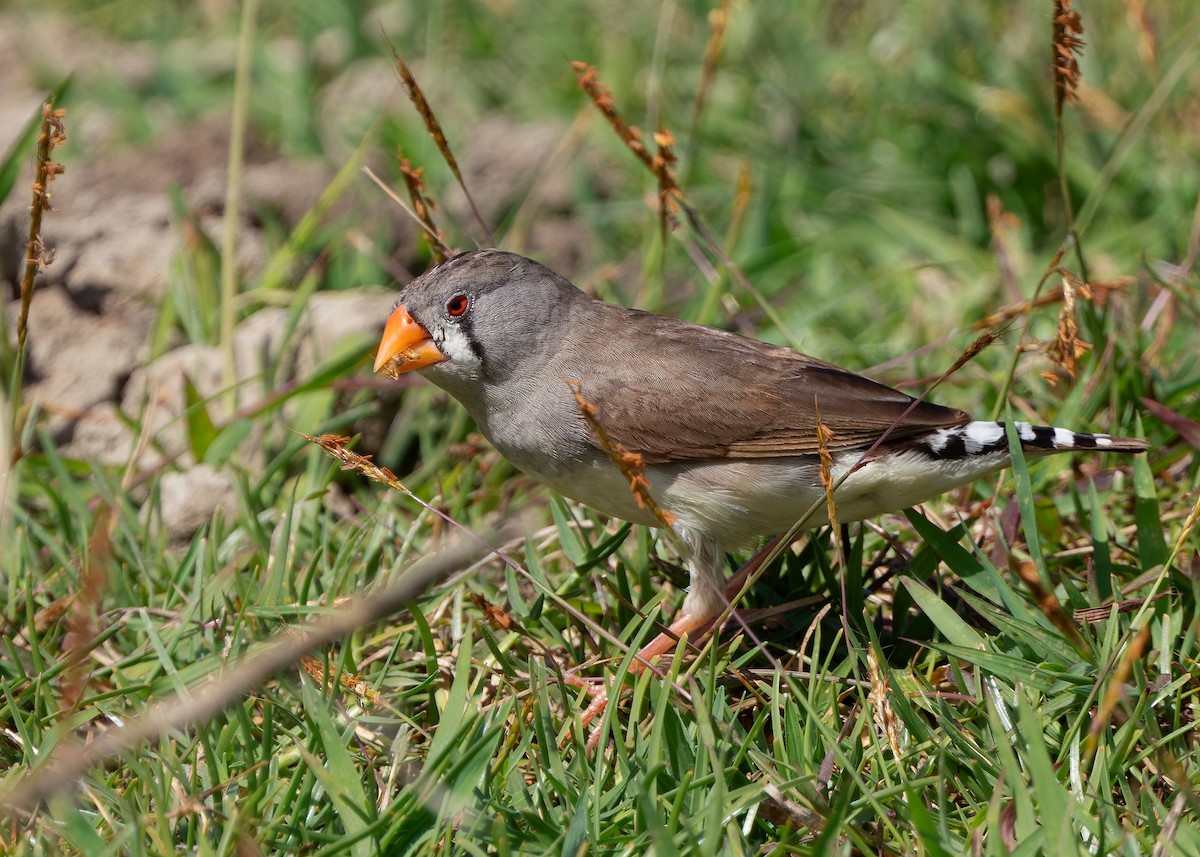 Zebra Finch (Lesser Sundas) - ML641785430