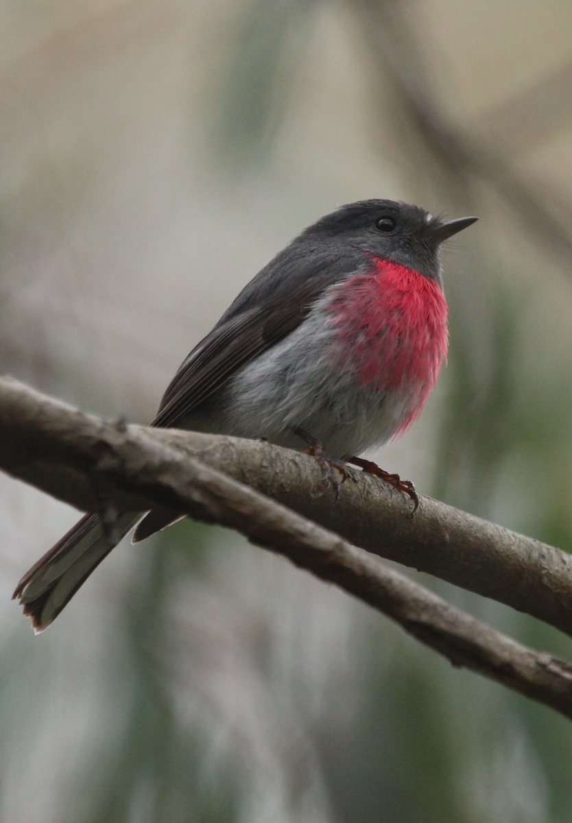Rose Robin - ML641785468