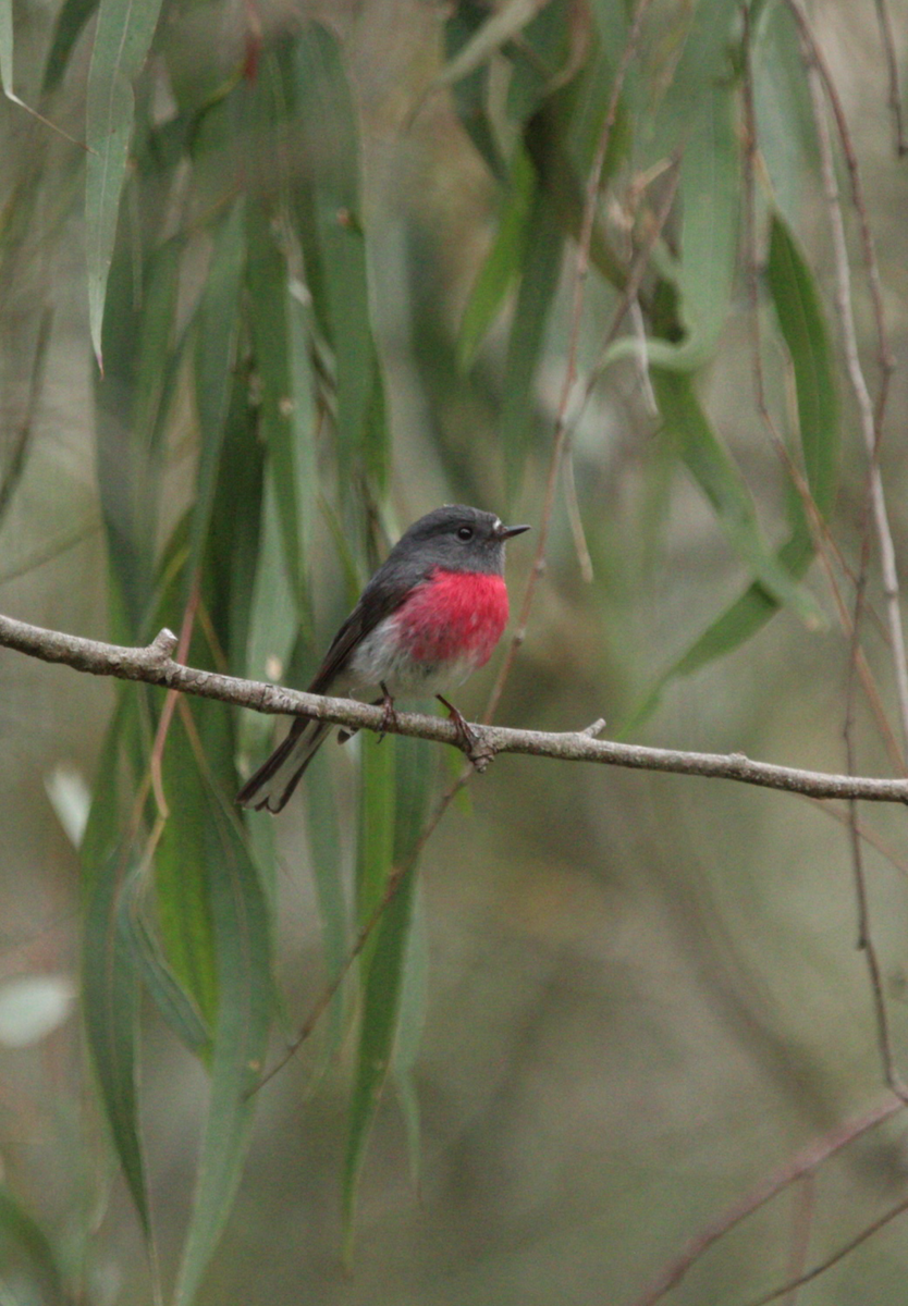 Rose Robin - ML641785469