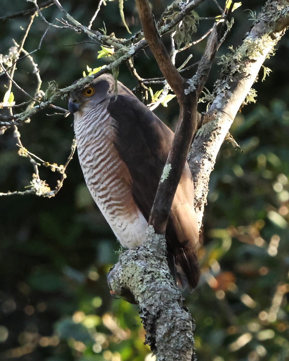 African Goshawk - ML641785471
