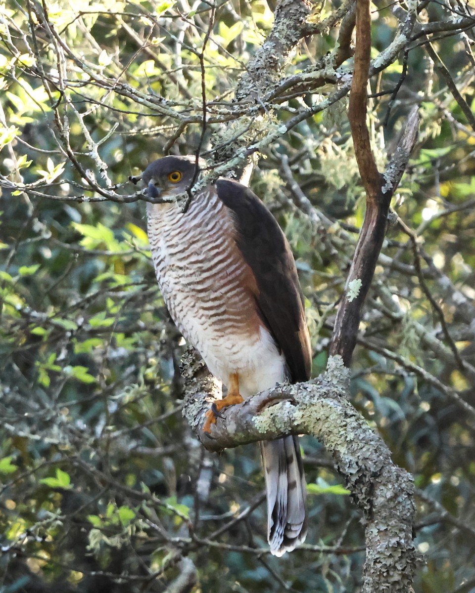 African Goshawk - ML641785473