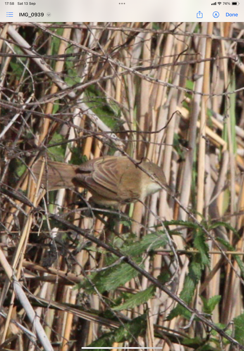 Australian Reed Warbler - ML641785475