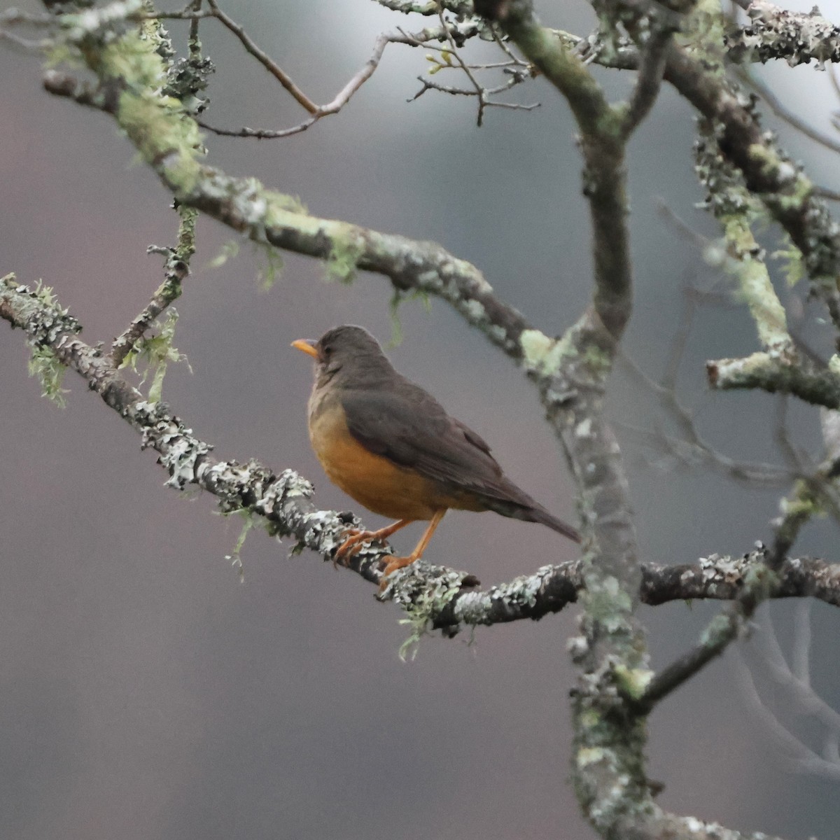 Olive Thrush - ML641785491