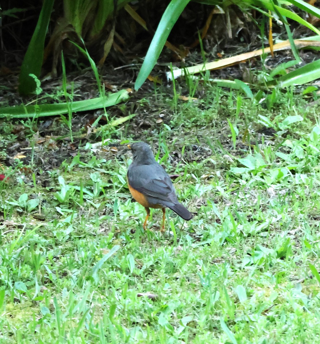 Olive Thrush - ML641785492