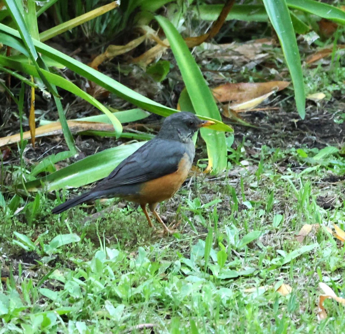 Olive Thrush - ML641785493
