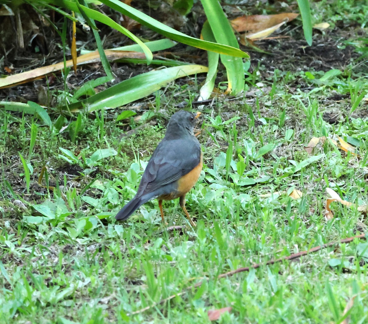 Olive Thrush - ML641785494