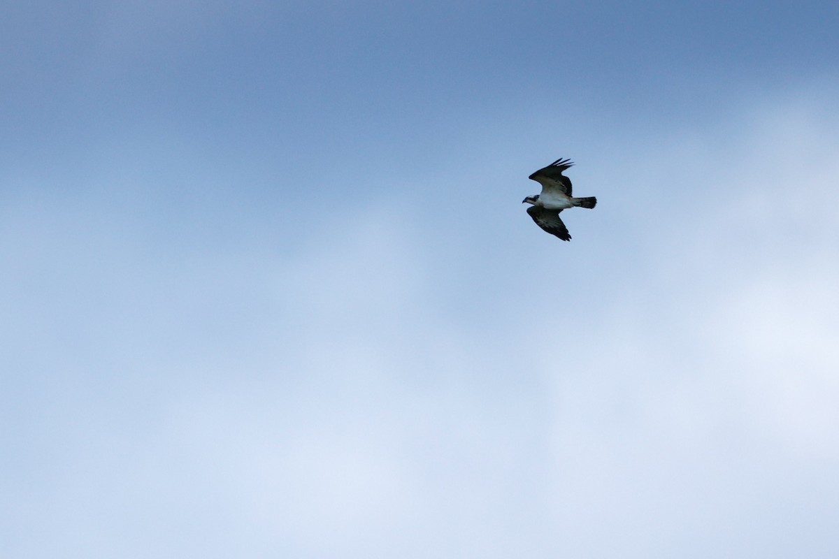 Osprey - ML641785495