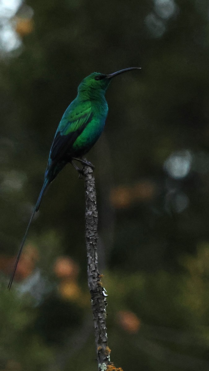 Malachite Sunbird - ML641785515