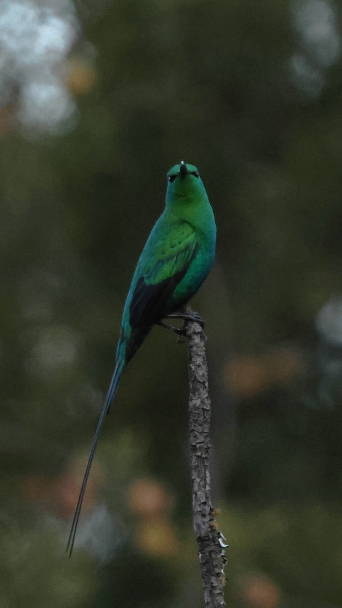 Malachite Sunbird - ML641785516