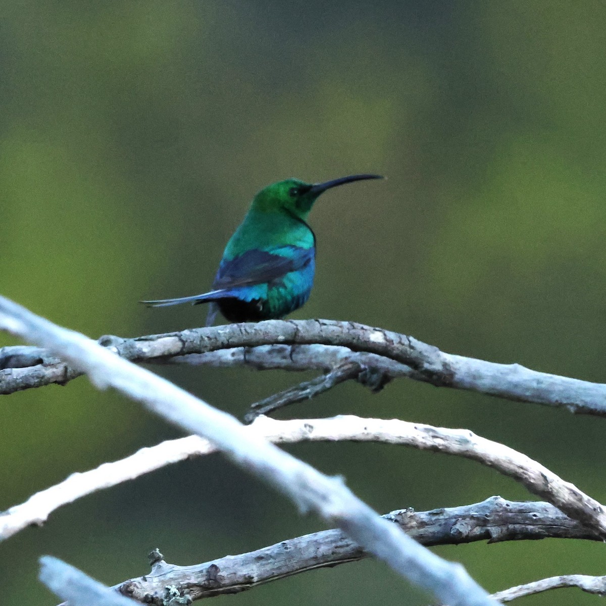 Malachite Sunbird - ML641785517