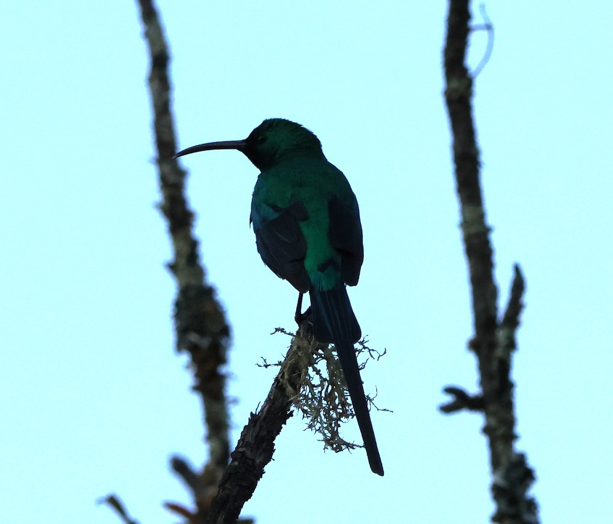 Malachite Sunbird - ML641785518