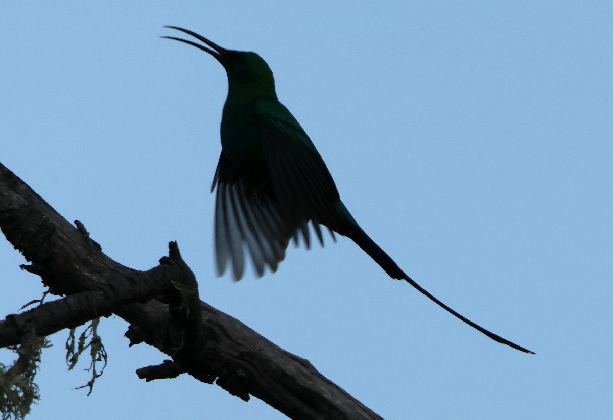 Malachite Sunbird - ML641785519