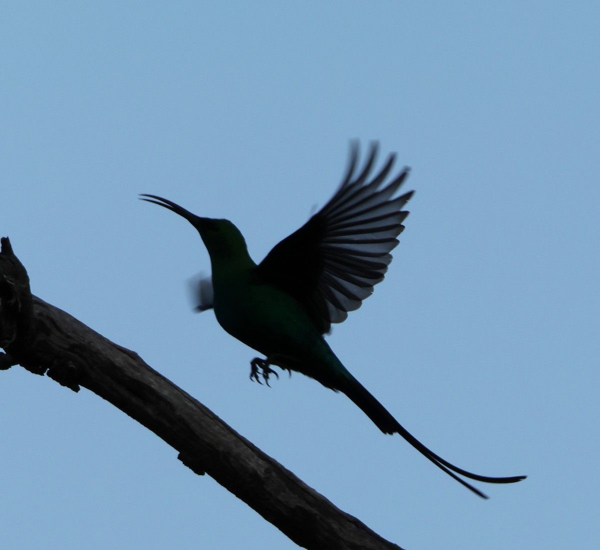 Malachite Sunbird - ML641785520