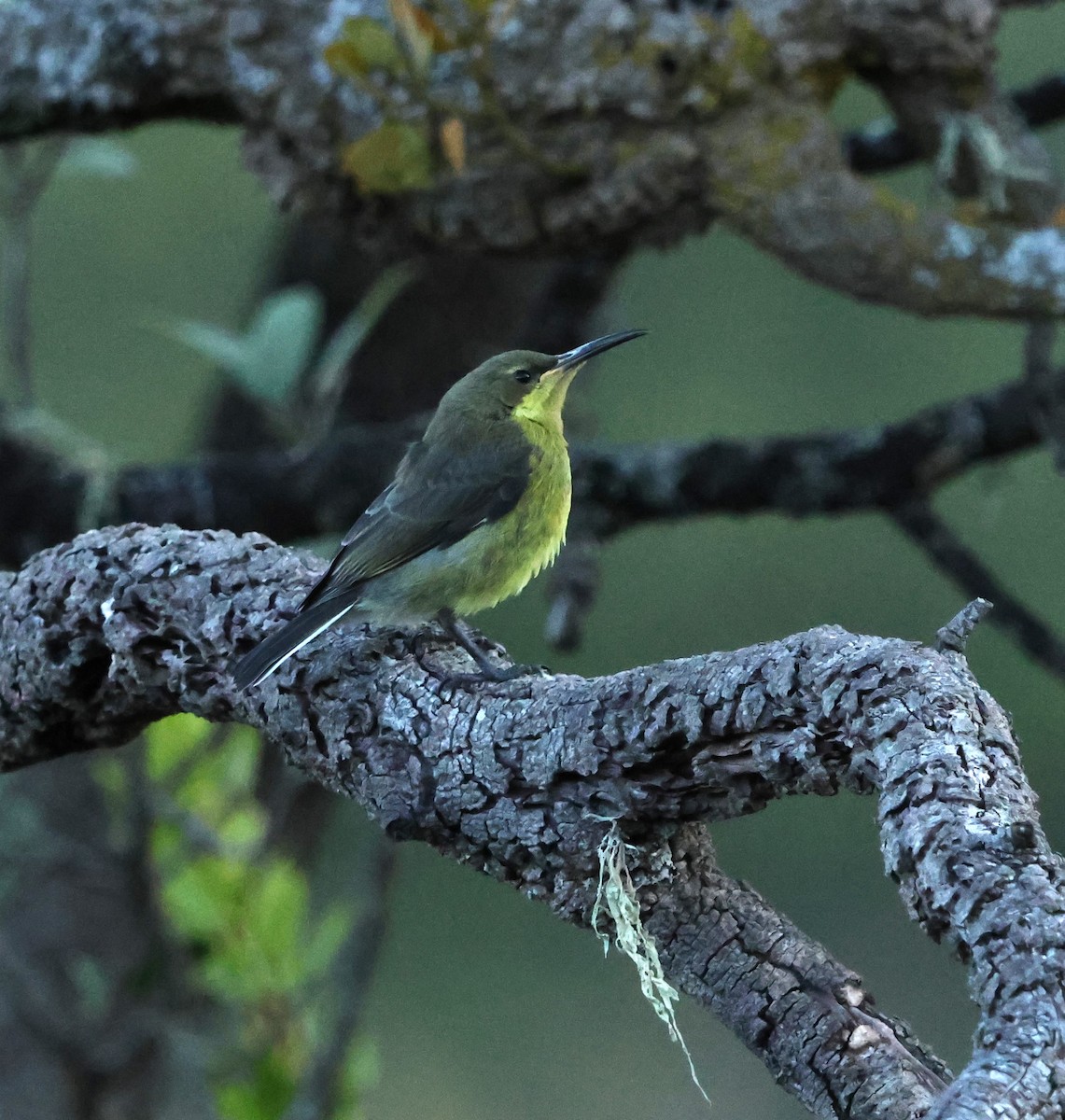 Malachite Sunbird - ML641785521