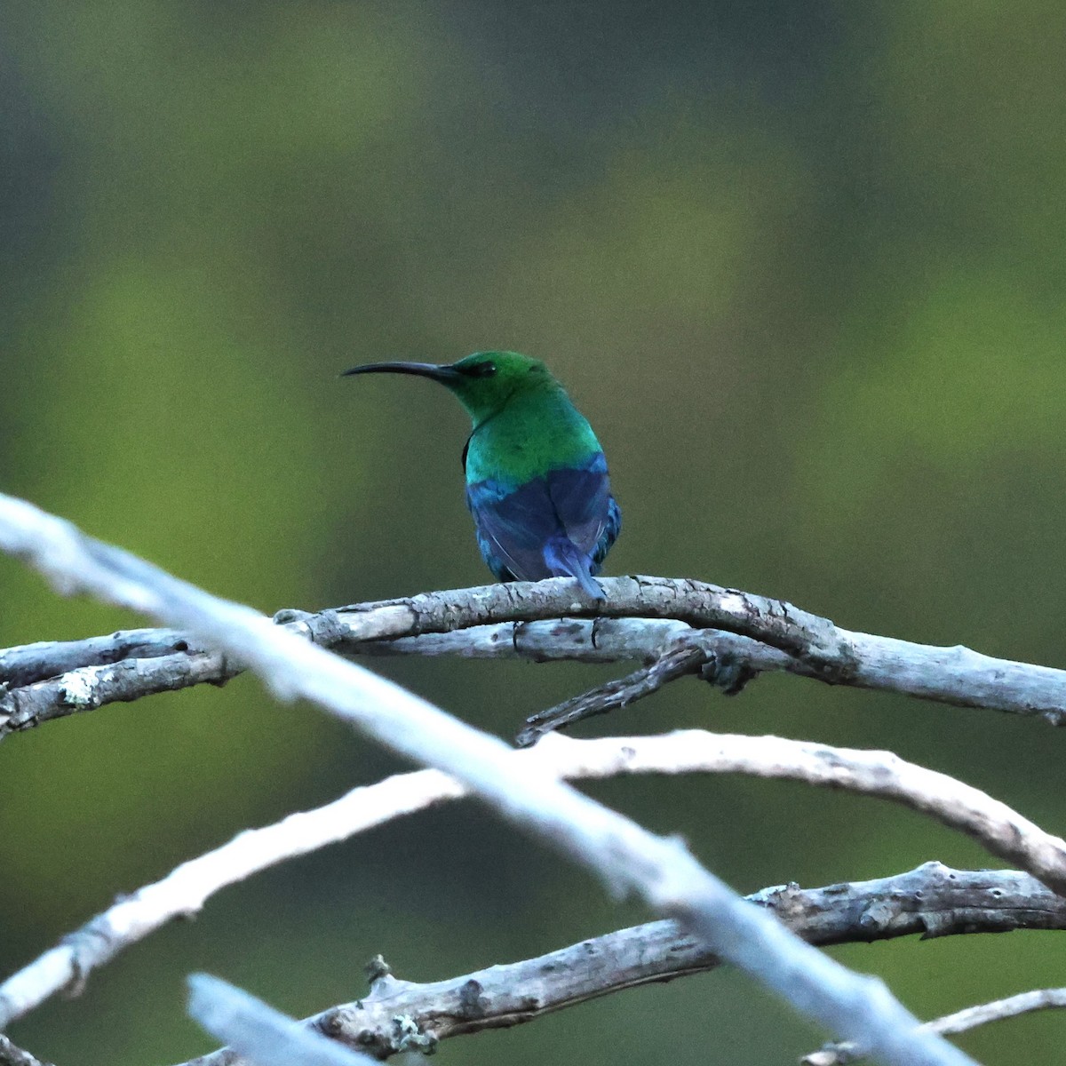 Malachite Sunbird - ML641785522
