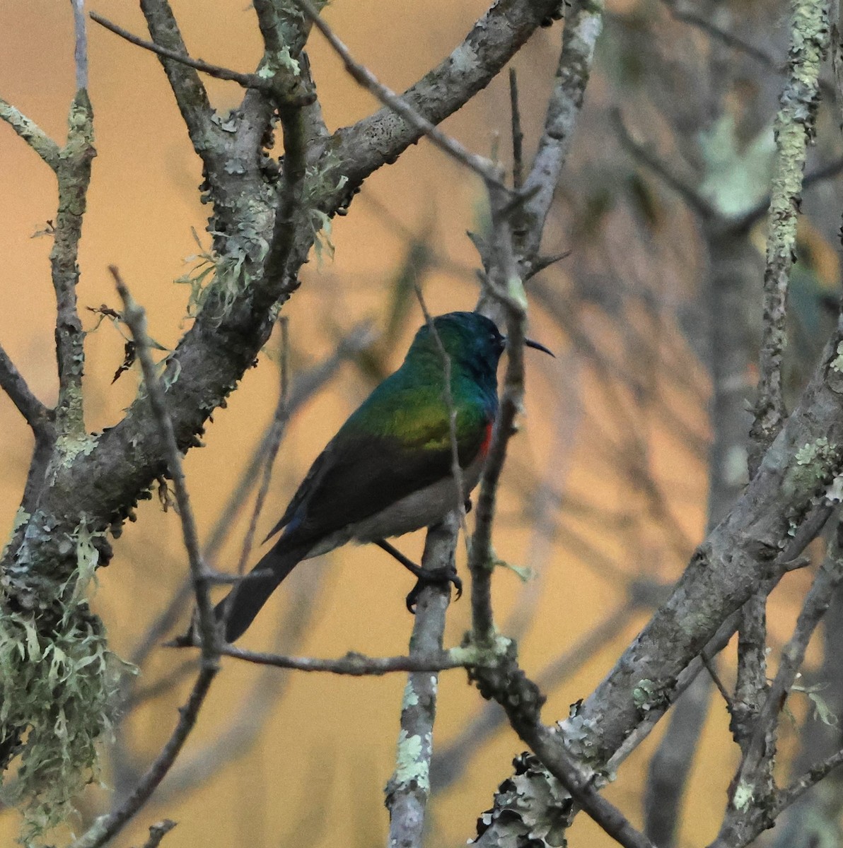 Southern Double-collared Sunbird - ML641785525