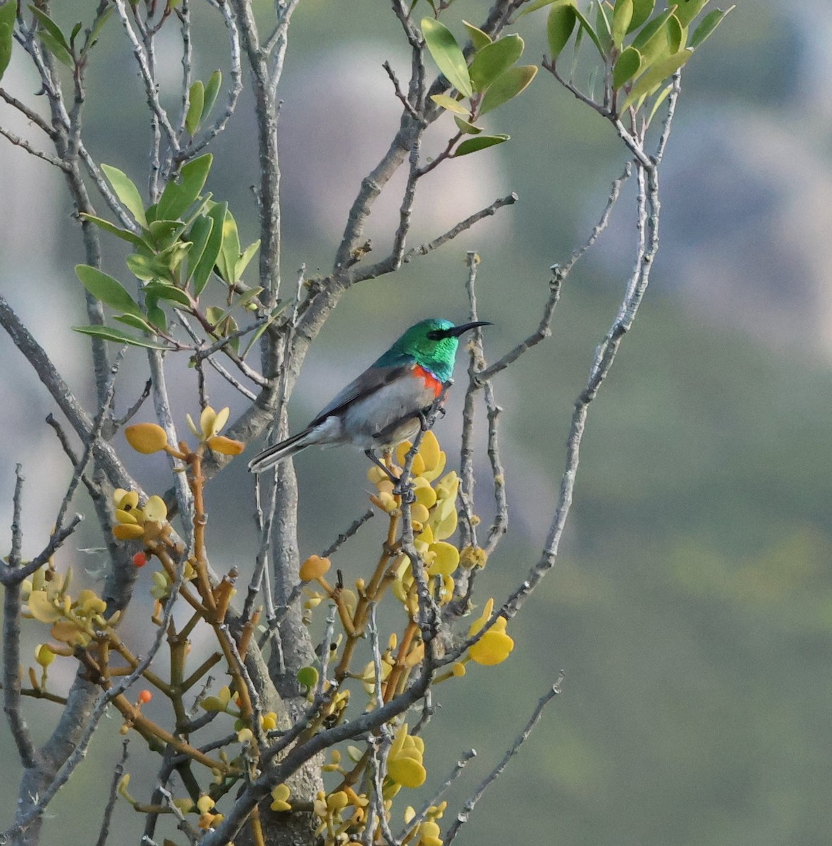 Southern Double-collared Sunbird - ML641785526