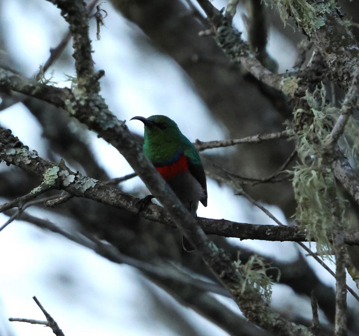 Southern Double-collared Sunbird - ML641785528