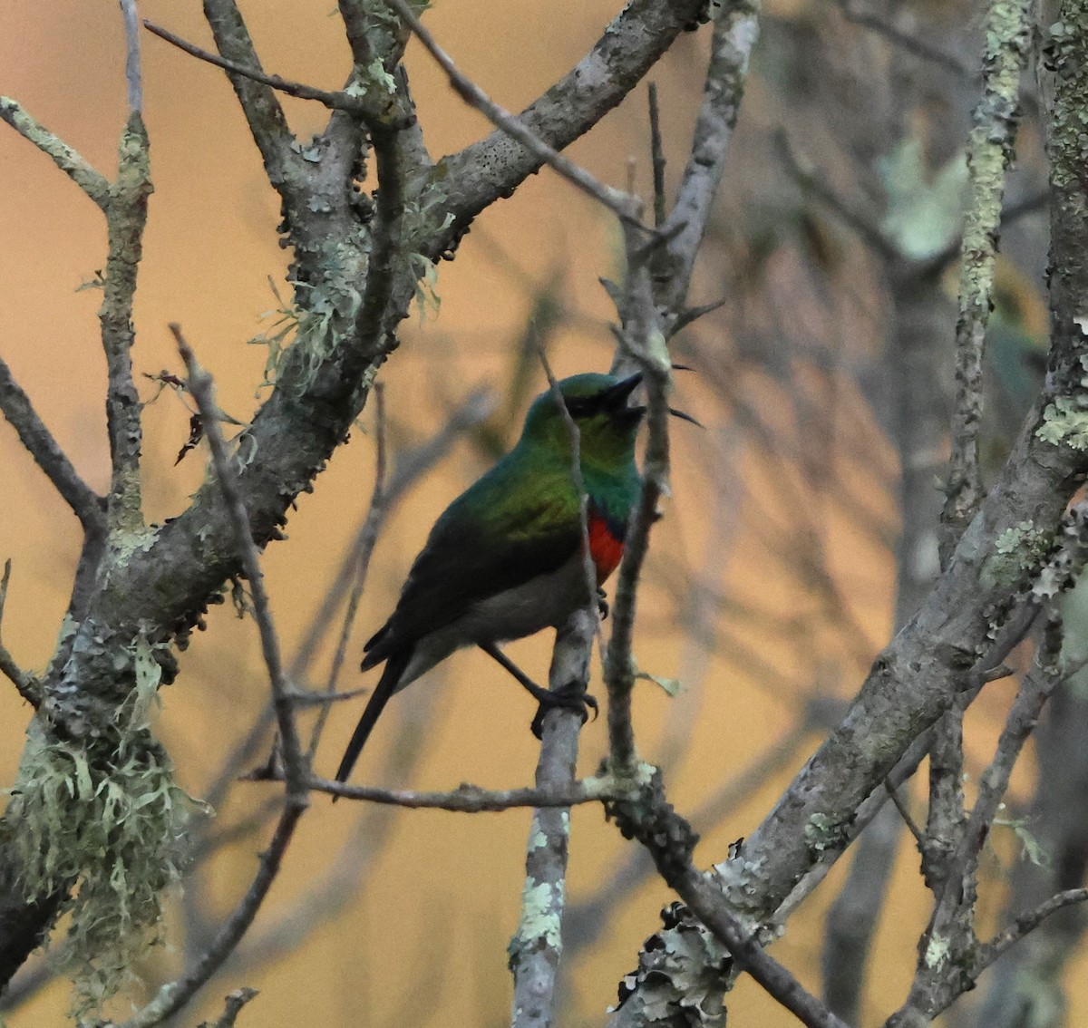 Southern Double-collared Sunbird - ML641785529