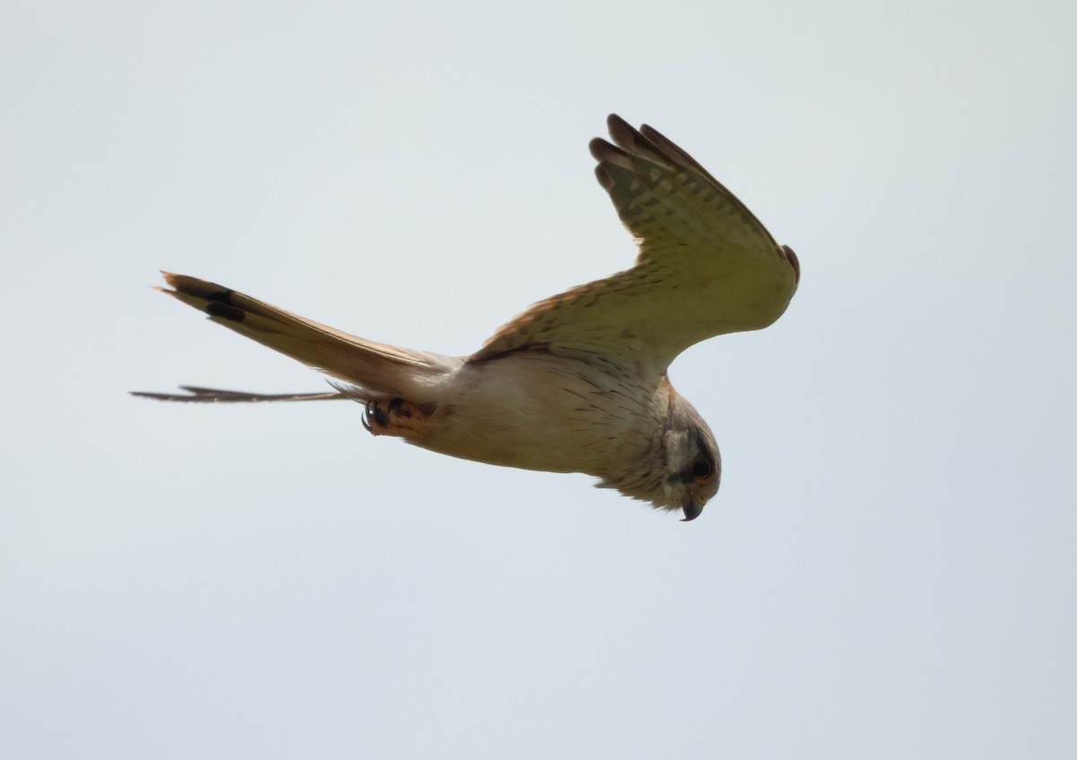 Nankeen Kestrel - ML641785540