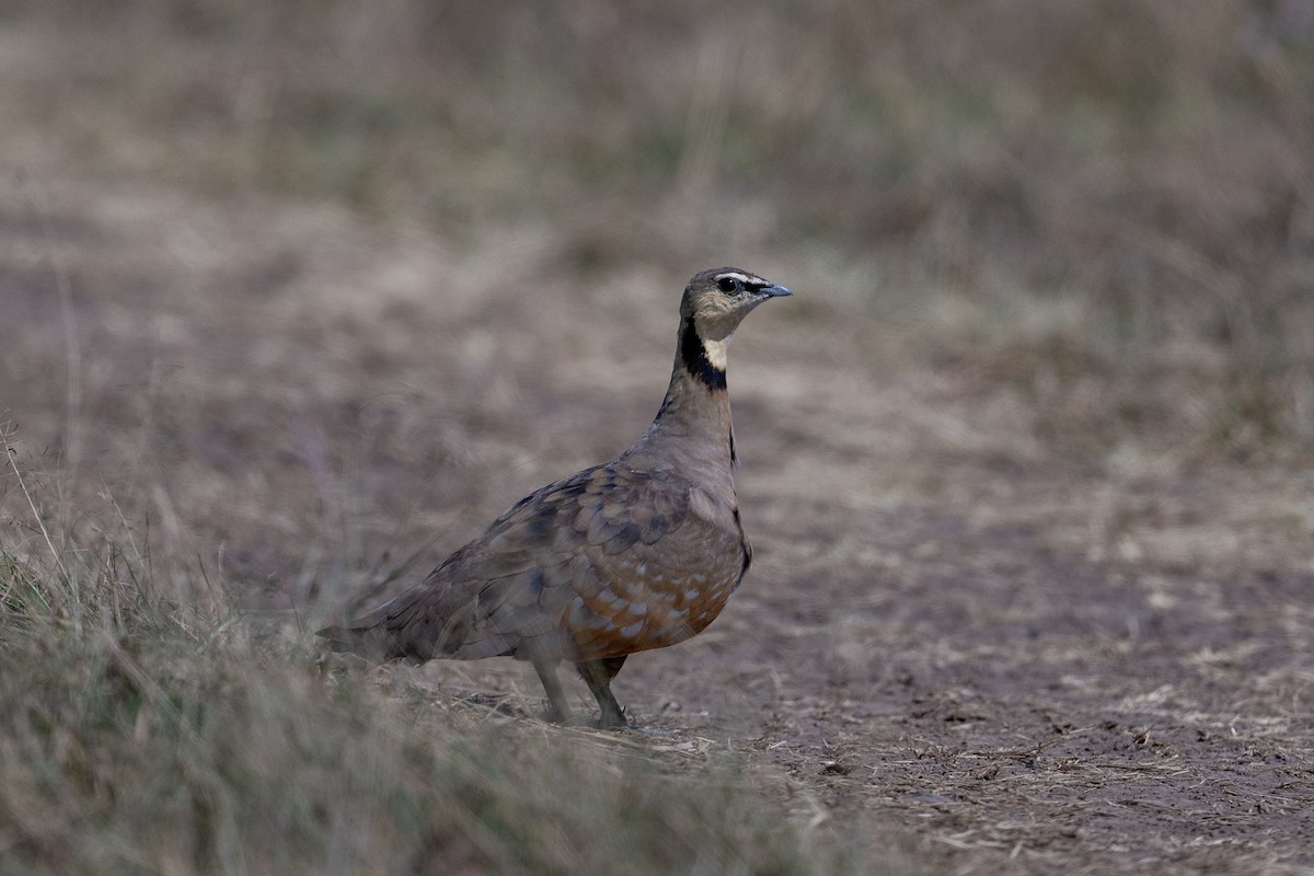 Yellow-throated Sandgrouse - ML641785544
