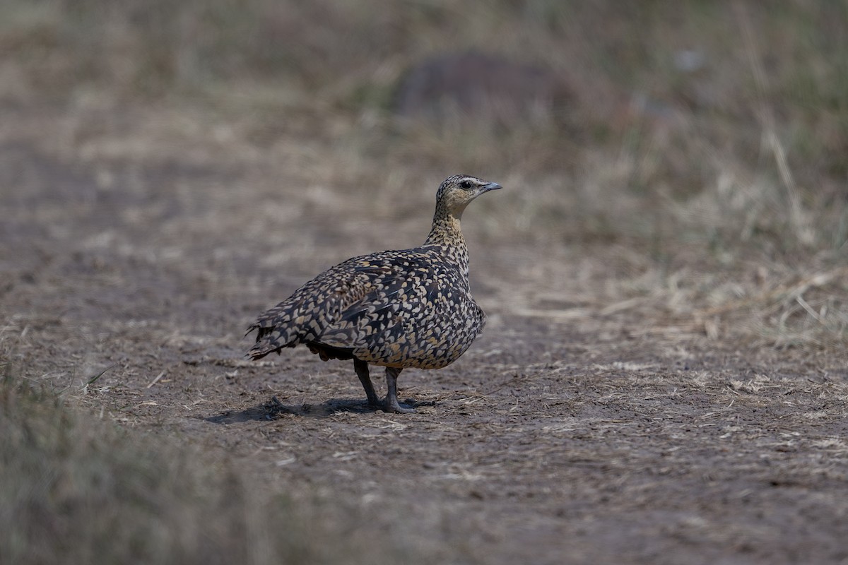 Yellow-throated Sandgrouse - ML641785545