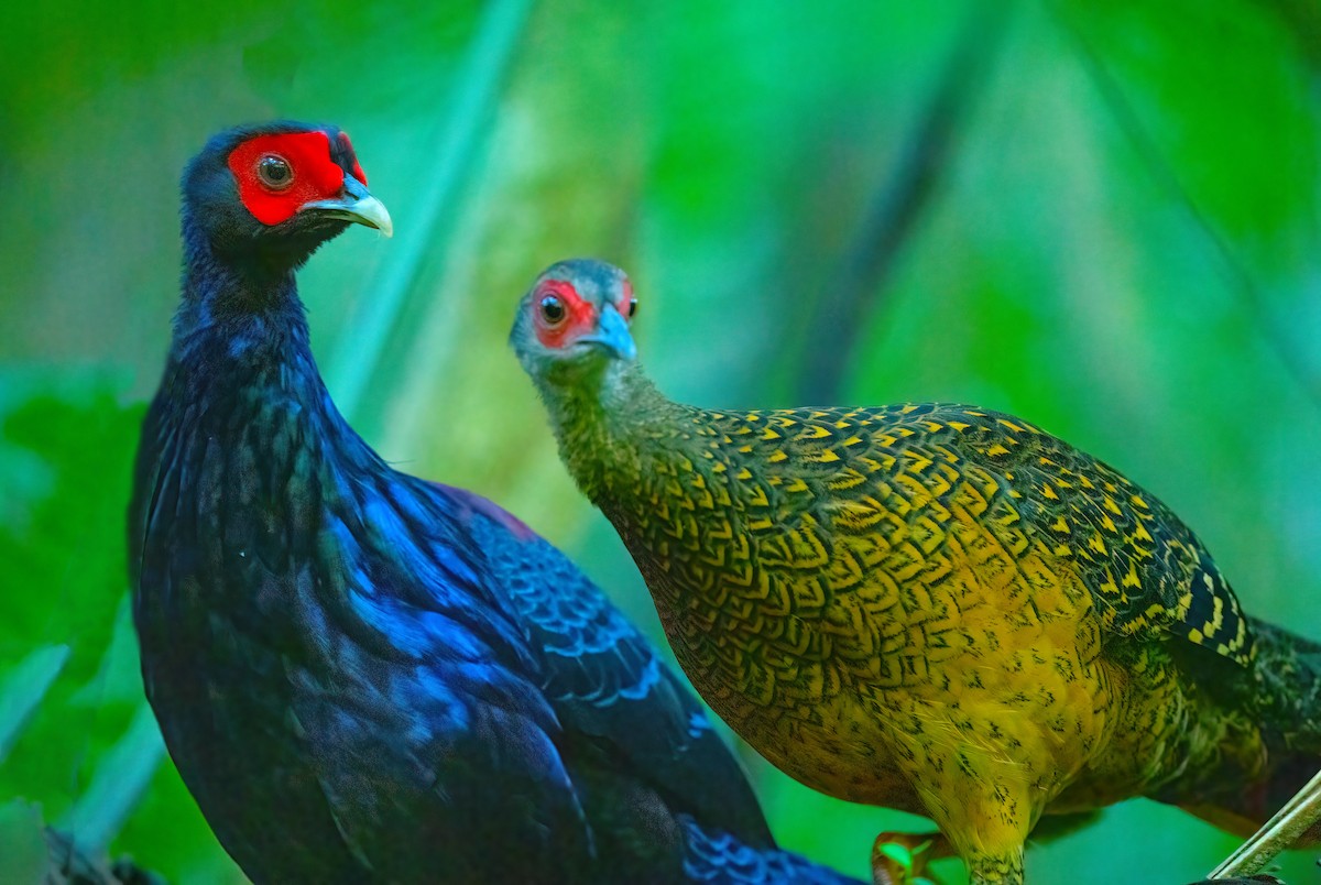 Swinhoe's Pheasant - ML641785550