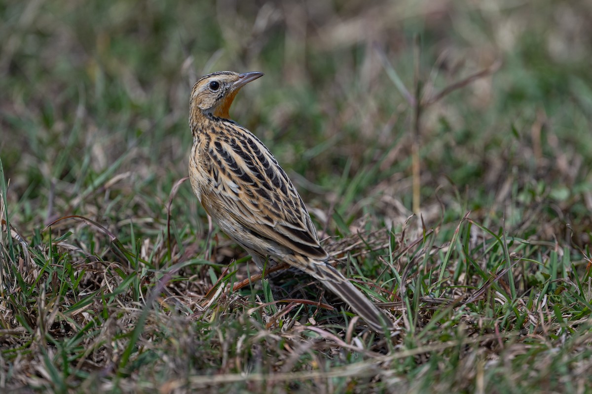 Rosy-throated Longclaw - ML641785554