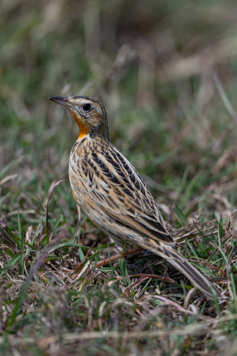 Rosy-throated Longclaw - ML641785558