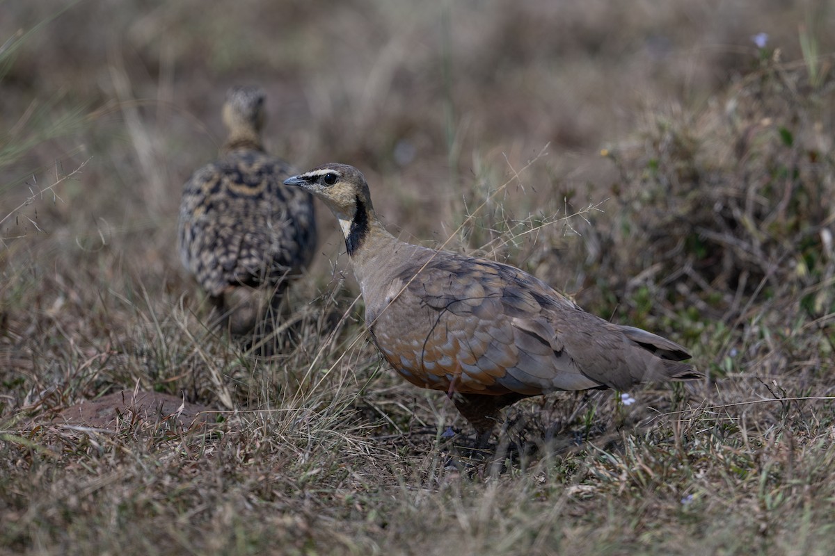 Yellow-throated Sandgrouse - ML641785561