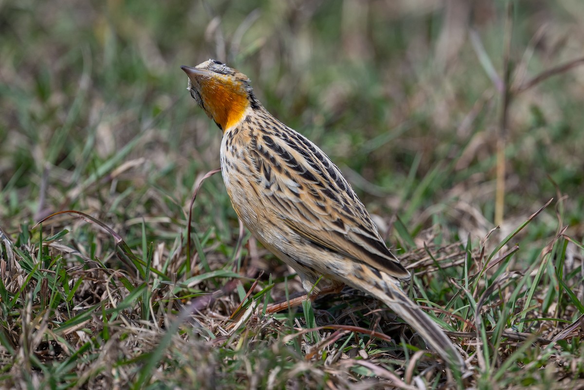Rosy-throated Longclaw - ML641785562