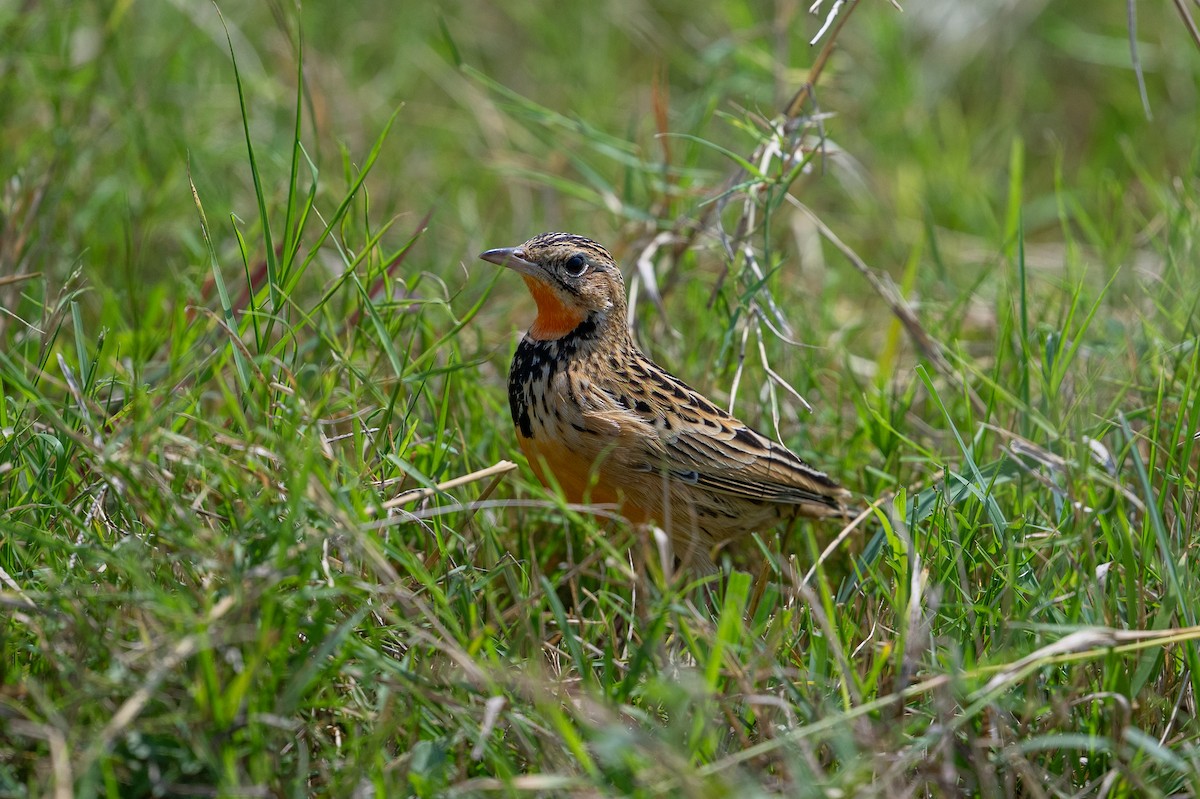 Rosy-throated Longclaw - ML641785566