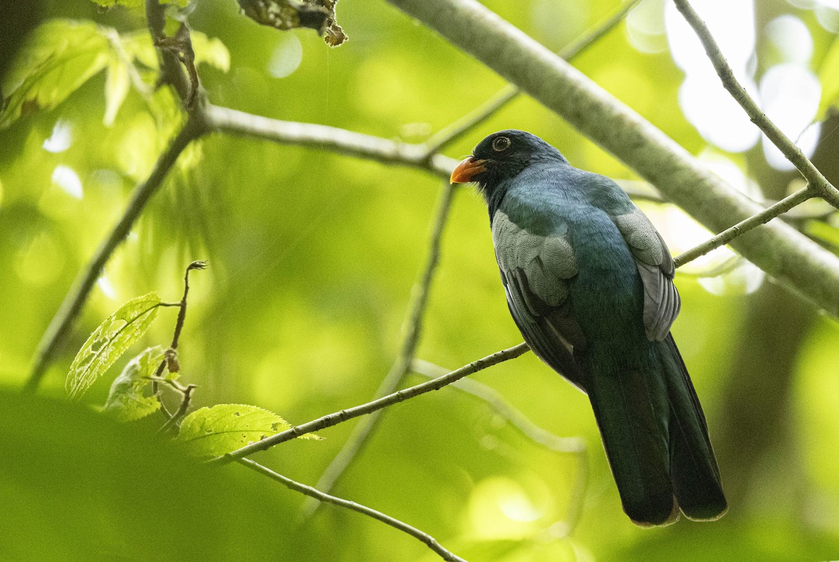 Slaty-tailed Trogon - ML641785576