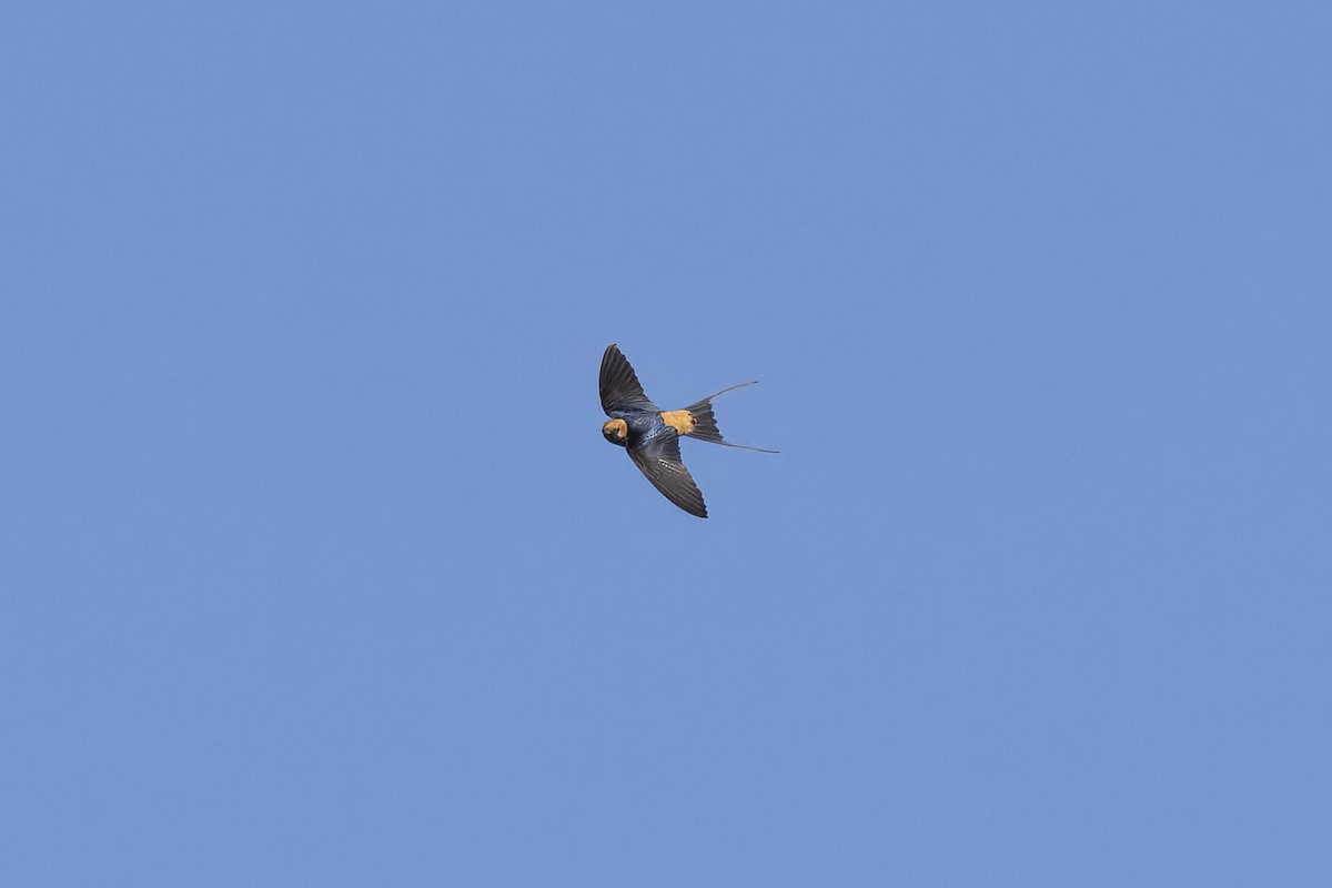 Lesser Striped Swallow - ML641785578