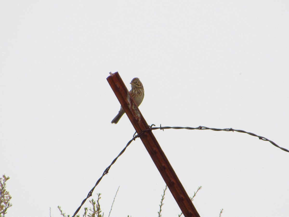 Vesper Sparrow - ML641785582